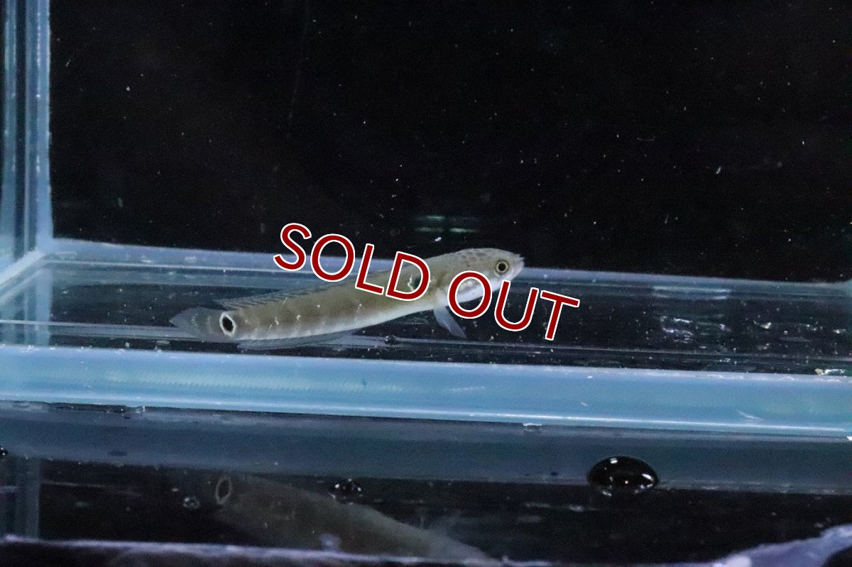 画像4: 【淡水魚】大特価 チャンナ アジアティカ レッドストライプ【１匹 サンプル画像】(±4cm)(大型魚・スネークヘッド)(生体)(淡水)ＮＫＯ (4)