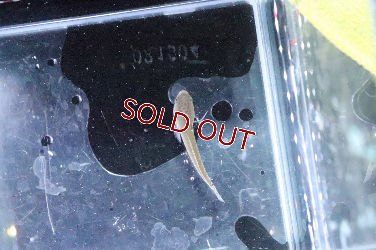 画像5: 【淡水魚】大特価 チャンナ アジアティカ レッドストライプ【１匹 サンプル画像】(±4cm)(大型魚・スネークヘッド)(生体)(淡水)ＮＫＯ (5)