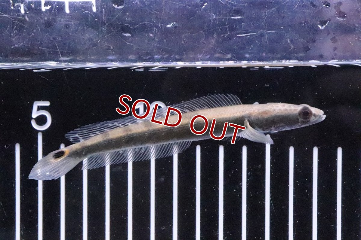 画像1: 【淡水魚】爆安 コブラスネークヘッド【１匹 サンプル画像】(±6-8cm)(大型魚)(生体)(淡水)ＮＫＯ (1)