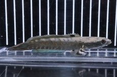 画像1: 【淡水魚】【通販】超大特価 ブルームーンレインボースネークヘッド プルクラ ワイルド【１匹 サンプル画像】(±3-4cm)(大型魚)（生体）（熱帯魚）NKO (1)