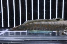 画像3: 【淡水魚】【通販】超大特価 ブルームーンレインボースネークヘッド プルクラ ワイルド【１匹 サンプル画像】(±3-4cm)(大型魚)（生体）（熱帯魚）NKO (3)