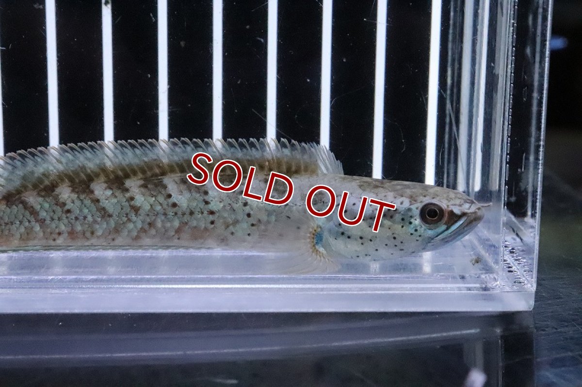 画像2: 【淡水魚】バーミーズレッドフィンスネークヘッド【１匹 サンプル画像】(±8-10cm)(大型魚)（生体）（熱帯魚）NKO (2)