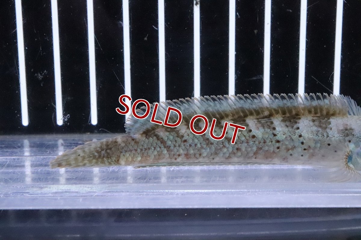 画像3: 【淡水魚】バーミーズレッドフィンスネークヘッド【１匹 サンプル画像】(±8-10cm)(大型魚)（生体）（熱帯魚）NKO (3)