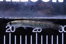 画像1: 【淡水魚】【通販】レッドマルリオイデス ワイルド【１匹 サンプル画像】(±8-10cm)(大型魚)（生体）（熱帯魚）NKO (1)