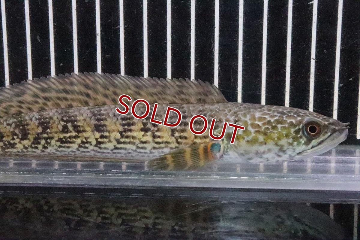 画像2: 【淡水魚】【通販】特価 バイオレットスネークヘッド ワイルド【1匹 サンプル画像】(±10-15cm)(大型魚・スネークヘッド)（生体）(熱帯魚)ＮＫＯ (2)