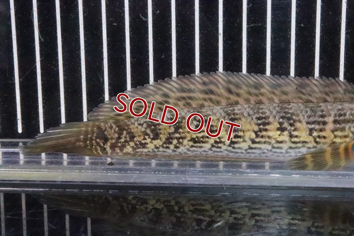 画像3: 【淡水魚】【通販】特価 バイオレットスネークヘッド ワイルド【1匹 サンプル画像】(±10-15cm)(大型魚・スネークヘッド)（生体）(熱帯魚)ＮＫＯ (3)