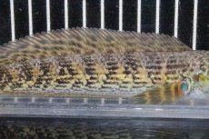 画像4: 【淡水魚】【通販】激安 バイオレットスネークヘッド ワイルド【1匹 サンプル画像】(±10-15cm)(大型魚・スネークヘッド)（生体）(熱帯魚)ＮＫＯ (4)