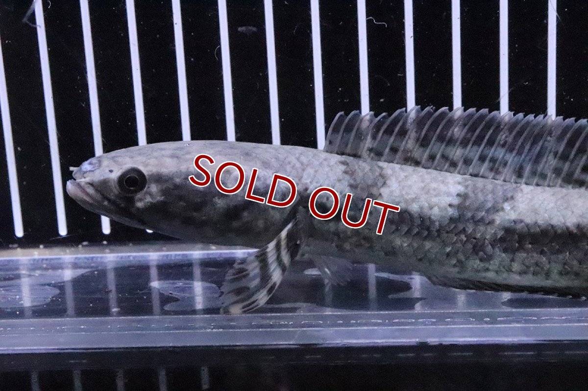 画像2: 【淡水魚】激安 レア種 インクエファスキアータ(チャンナsp コバルトブラック)【１匹サンプル画像】(±13-15cm)(生体)(熱帯魚)NKO (2)