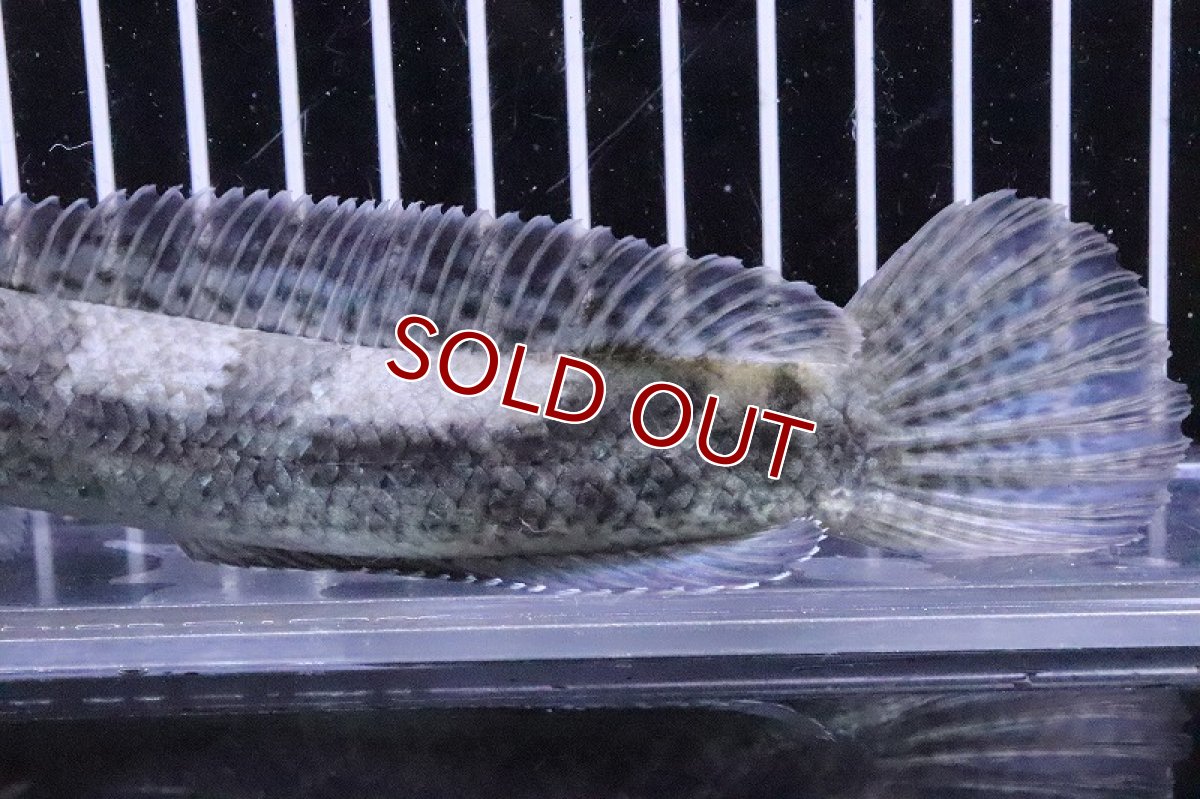 画像3: 【淡水魚】激安 レア種 インクエファスキアータ(チャンナsp コバルトブラック)【１匹サンプル画像】(±13-15cm)(生体)(熱帯魚)NKO (3)