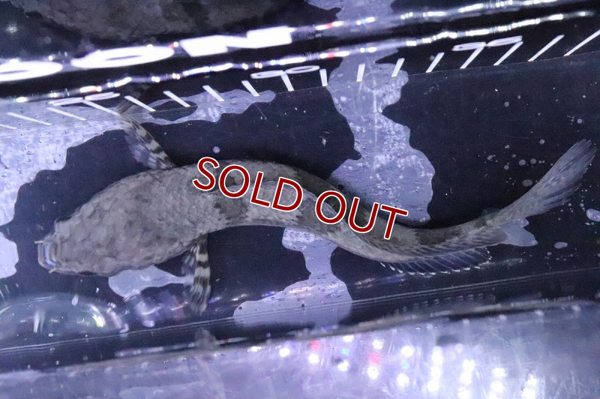 画像4: 【淡水魚】激安 レア種 インクエファスキアータ(チャンナsp コバルトブラック)【１匹サンプル画像】(±13-15cm)(生体)(熱帯魚)NKO (4)