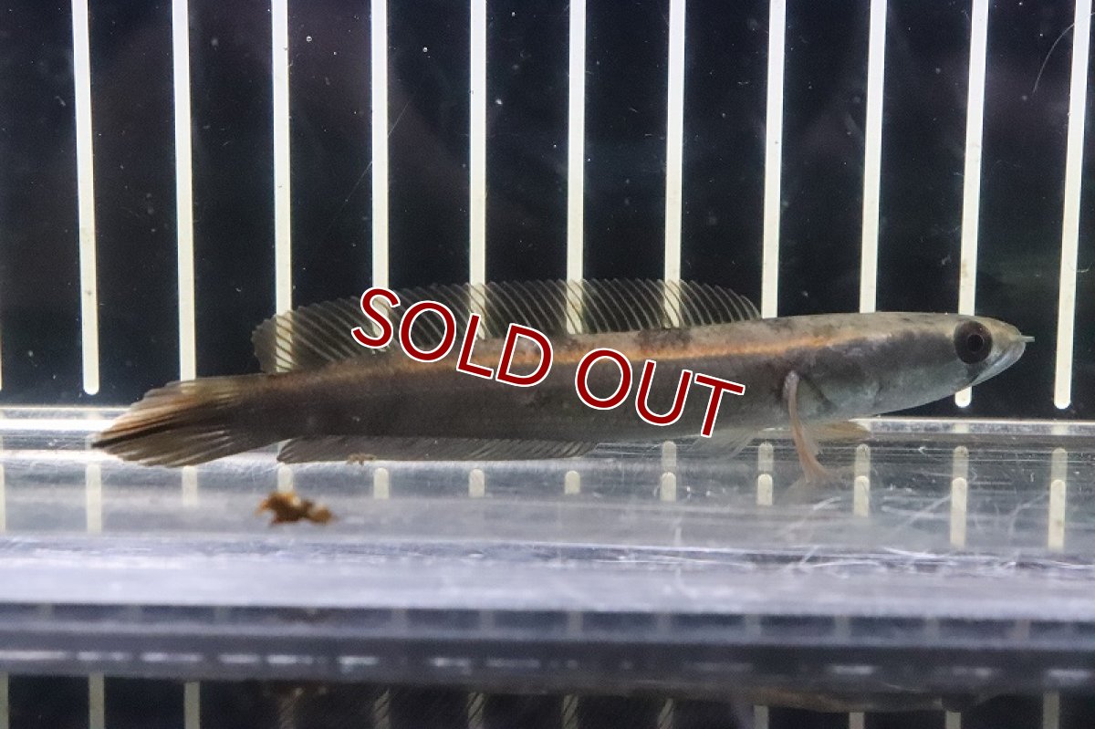 画像1: 【淡水魚】激安 レッド ロイヤルトーマン ワイルド【１匹 サンプル画像】(±8-10cm)(大型魚・スネークヘッド)(生体)(熱帯魚)NKO (1)