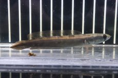 画像1: 【淡水魚】【通販】激安 レッド ロイヤルトーマン ワイルド【１匹 サンプル画像】(±8-10cm)(大型魚・スネークヘッド)(生体)(熱帯魚)NKO (1)
