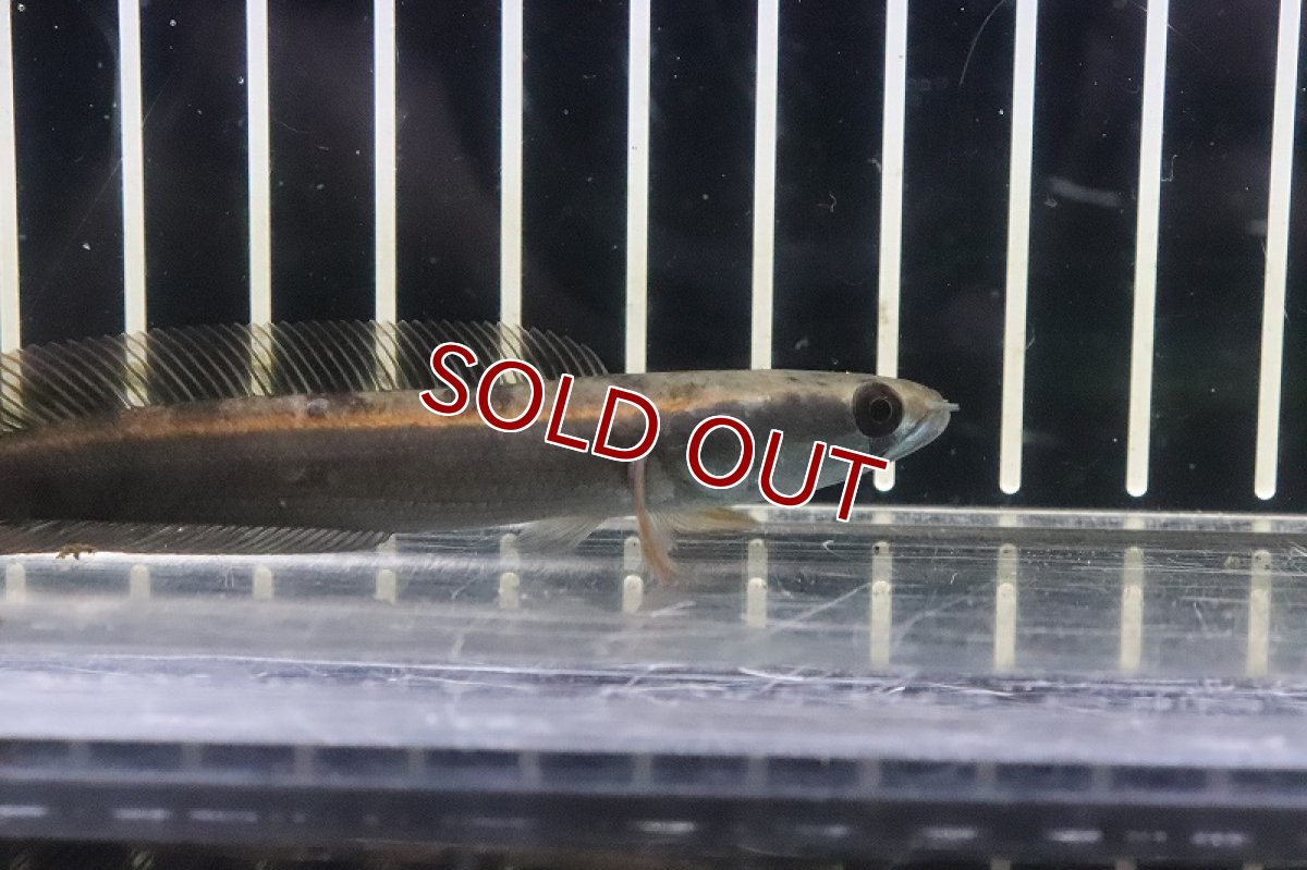 画像2: 【淡水魚】激安 レッド ロイヤルトーマン ワイルド【１匹 サンプル画像】(±8-10cm)(大型魚・スネークヘッド)(生体)(熱帯魚)NKO (2)