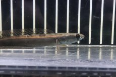 画像2: 【淡水魚】【通販】激安 レッド ロイヤルトーマン ワイルド【１匹 サンプル画像】(±8-10cm)(大型魚・スネークヘッド)(生体)(熱帯魚)NKO (2)