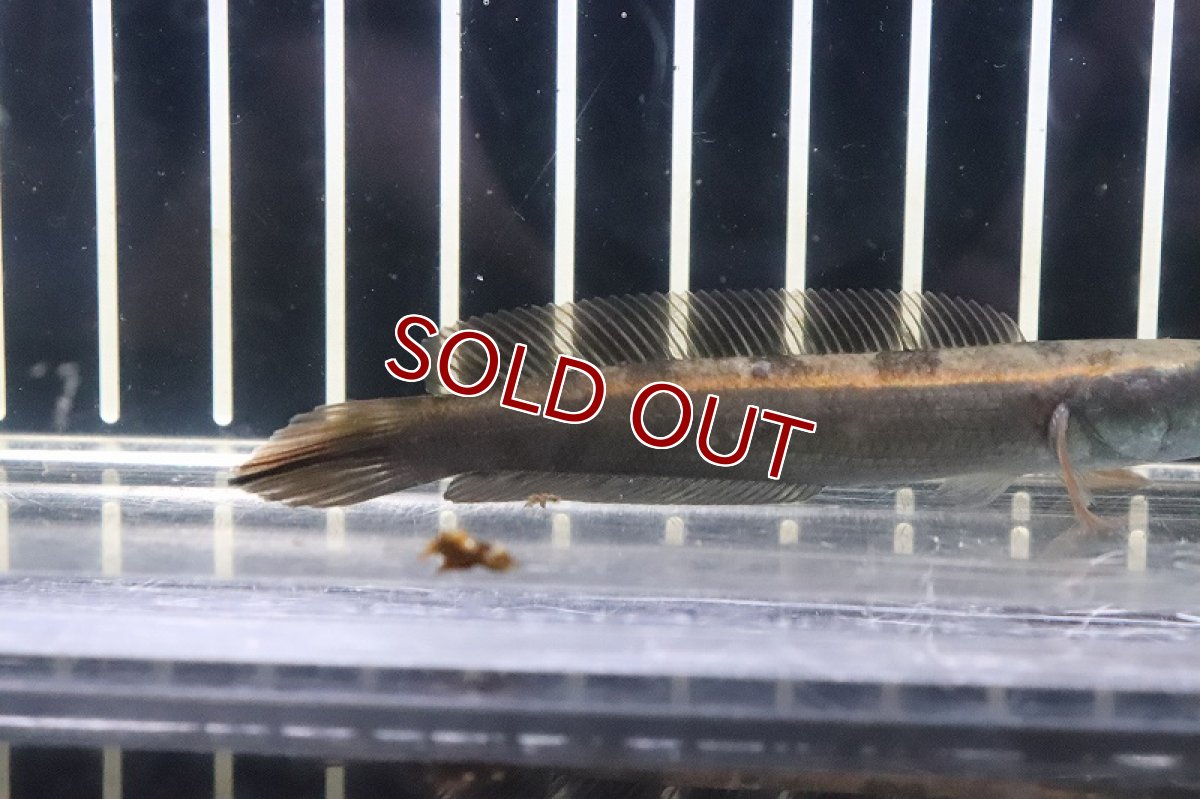 画像3: 【淡水魚】激安 レッド ロイヤルトーマン ワイルド【１匹 サンプル画像】(±8-10cm)(大型魚・スネークヘッド)(生体)(熱帯魚)NKO (3)