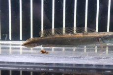 画像3: 【淡水魚】激安 レッド ロイヤルトーマン ワイルド【１匹 サンプル画像】(±8-10cm)(大型魚・スネークヘッド)(生体)(熱帯魚)NKO (3)