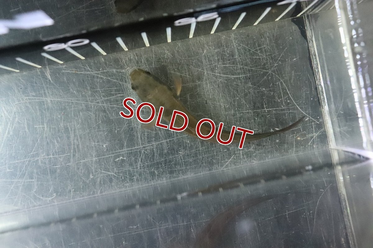 画像4: 【淡水魚】激安 レッド ロイヤルトーマン ワイルド【１匹 サンプル画像】(±8-10cm)(大型魚・スネークヘッド)(生体)(熱帯魚)NKO (4)