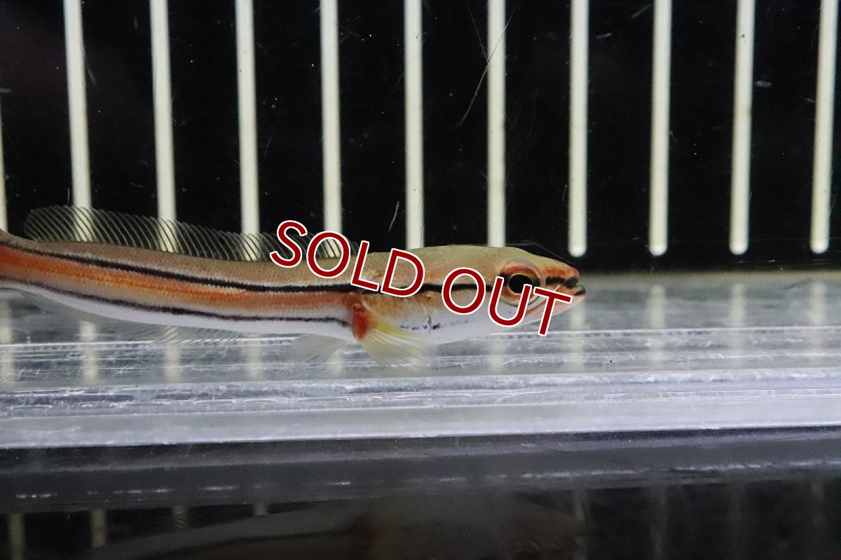 画像2: 【淡水魚】【通販】レッドスネークヘッド【１匹 サンプル画像】(±6-7cm)(生体)(熱帯魚)NKO (2)