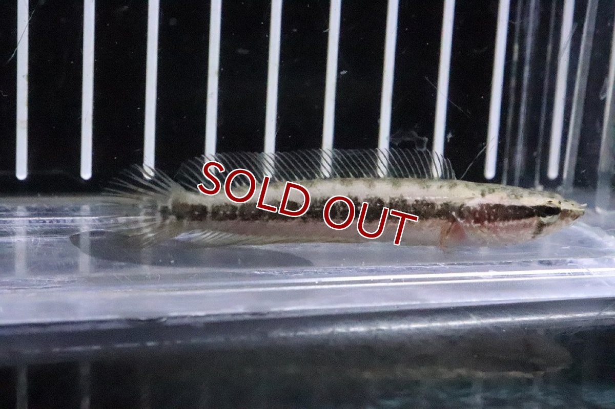 画像2: 【淡水魚】【通販】大特価 アフリカンスネークヘッド ワイルド【１匹 サンプル画像】(±7-9cm)(大型魚)(生体)(熱帯魚)NKO (2)