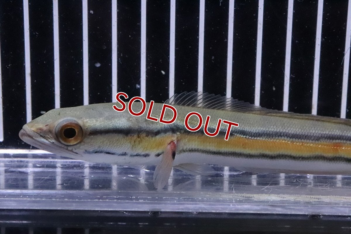 画像2: 【淡水魚】激安 レア種 サウザンレッドスネークヘッド ワイルド【1匹 サンプル画像】(±14-15cm)(大型魚)（生体）(熱帯魚)NKO (2)