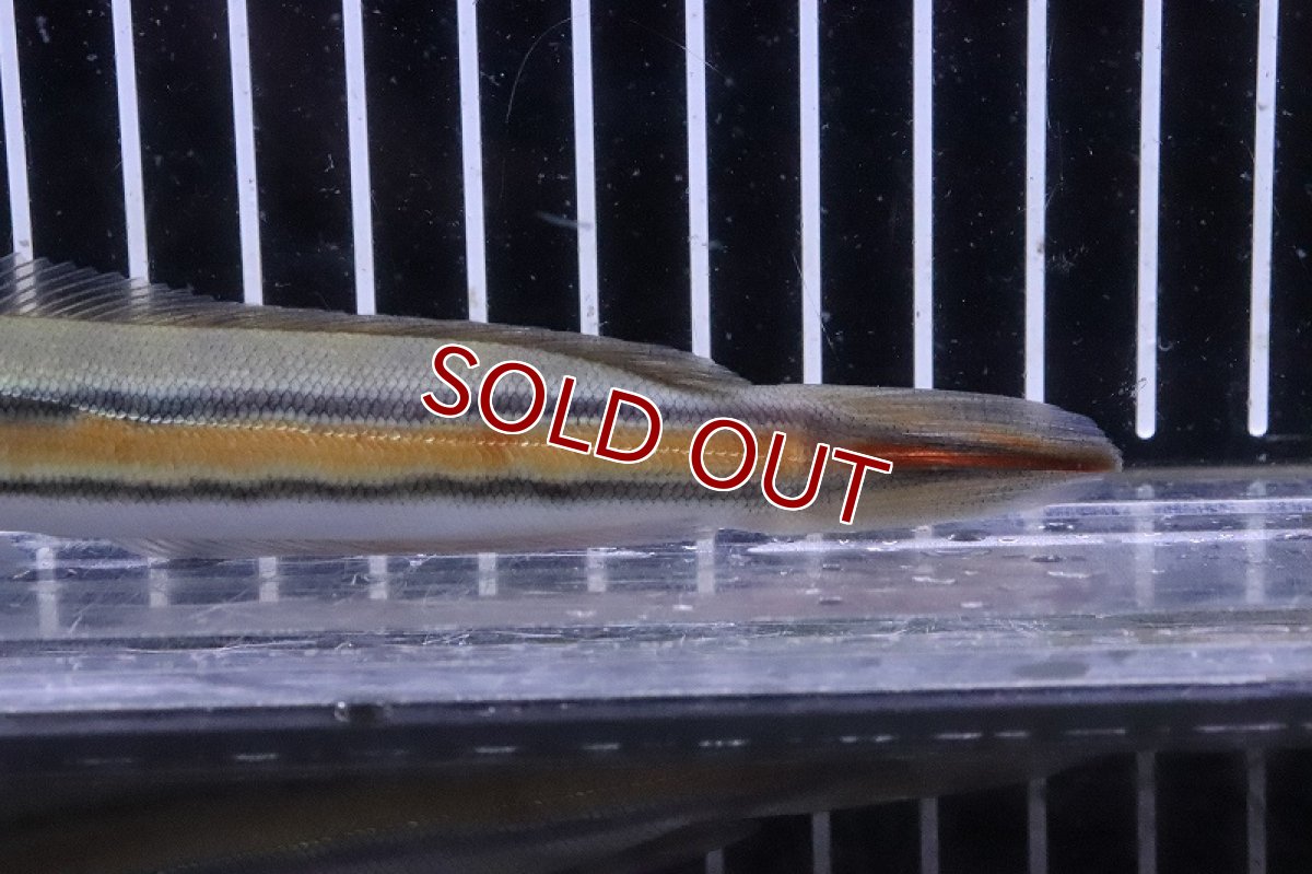 画像3: 【淡水魚】激安 レア種 サウザンレッドスネークヘッド ワイルド【1匹 サンプル画像】(±14-15cm)(大型魚)（生体）(熱帯魚)NKO (3)