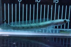 画像1: 【淡水魚】大特価 アウロリネアータ【1匹 サンプル画像】(±16-18cm)(大型魚)(生体)(熱帯魚)NKO (1)