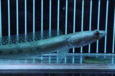 画像2: 【淡水魚】【通販】大特価 アウロリネアータ【1匹 サンプル画像】(±16-18cm)(大型魚)(生体)(熱帯魚)NKO (2)