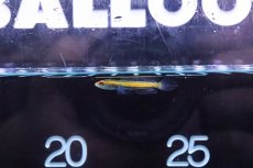 画像1: 【淡水魚】【通販】10匹限定 激安 激レア チャンナ シアノスピロス【1匹 サンプル画像】(±2.5-4cm)(大型魚)(生体)(熱帯魚)NKO (1)