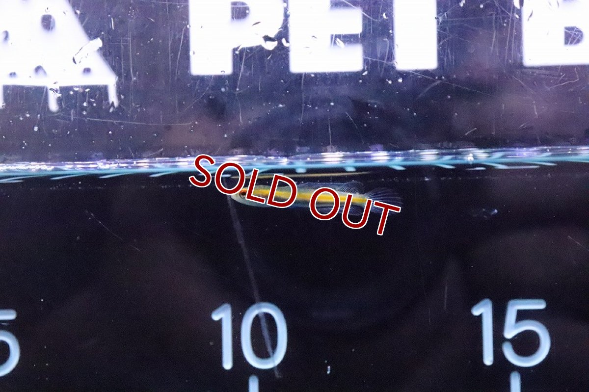 画像2: 【淡水魚】10匹限定 激安 激レア チャンナ シアノスピロス【1匹 サンプル画像】(±2.5-4cm)(大型魚)(生体)(熱帯魚)NKO (2)