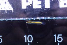 画像2: 【淡水魚】【通販】10匹限定 激安 激レア チャンナ シアノスピロス【1匹 サンプル画像】(±2.5-4cm)(大型魚)(生体)(熱帯魚)NKO (2)