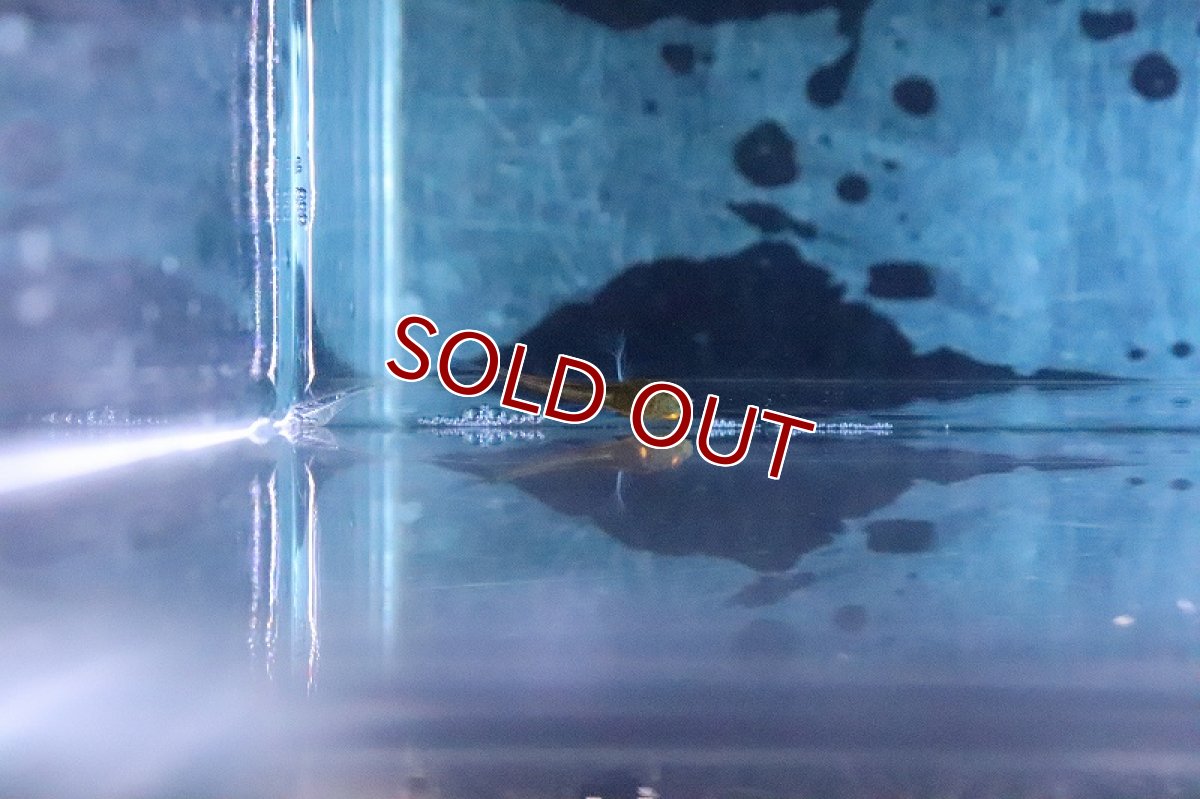 画像3: 【淡水魚】10匹限定 激安 激レア チャンナ シアノスピロス【1匹 サンプル画像】(±2.5-4cm)(大型魚)(生体)(熱帯魚)NKO (3)