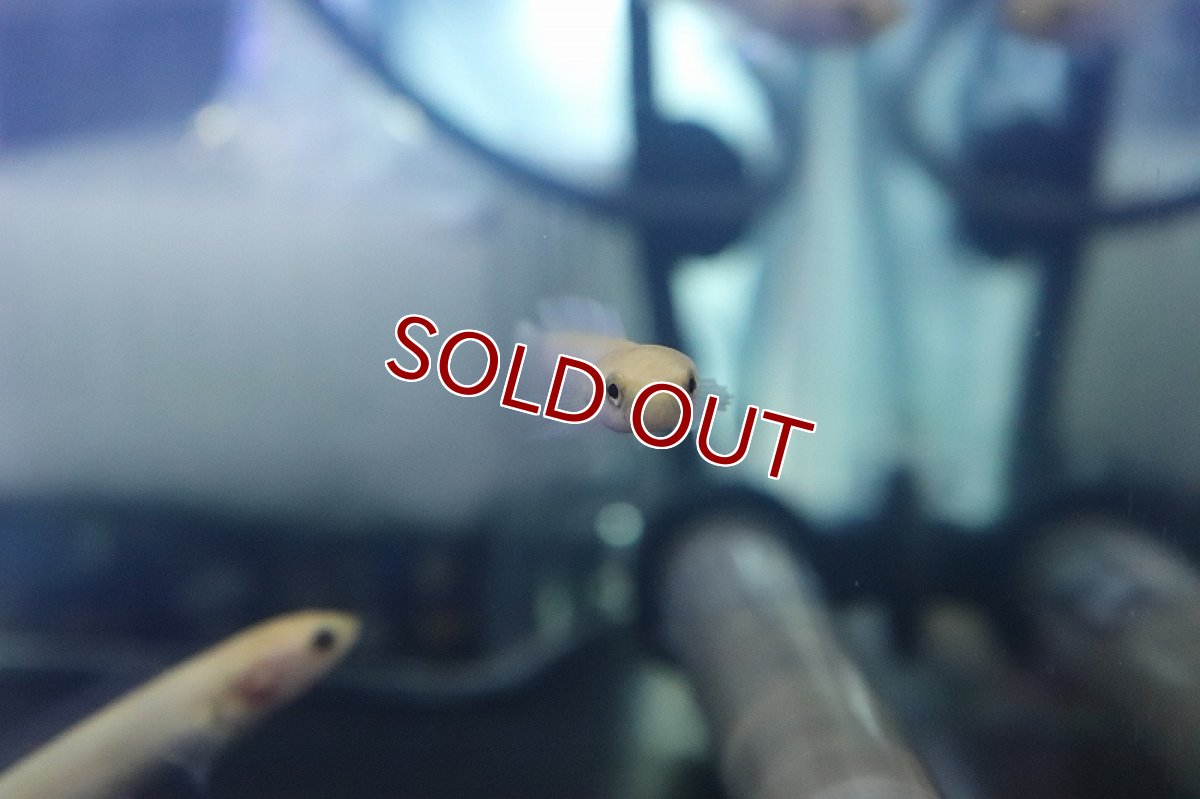 画像2: 【淡水魚】激安 超激レア ゴールデンタイプ チャンナ リムバータ【1匹 サンプル画像】(±5-6cm)(生体)(熱帯魚)NKO (2)