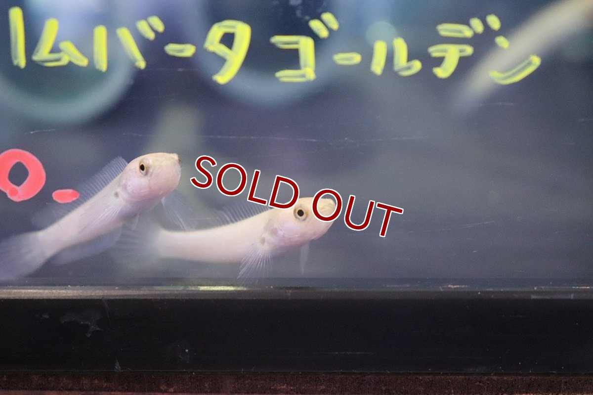 画像3: 【淡水魚】激安 超激レア ゴールデンタイプ チャンナ リムバータ【1匹 サンプル画像】(±5-6cm)(生体)(熱帯魚)NKO (3)