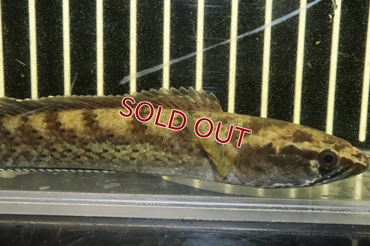 画像2: 【淡水魚】激安 チャンナ sp ブラックダイヤモンドスネークヘッド ワイルド【1匹 サンプル画像】(±13-15cm)(生体)(熱帯魚)NKO (2)