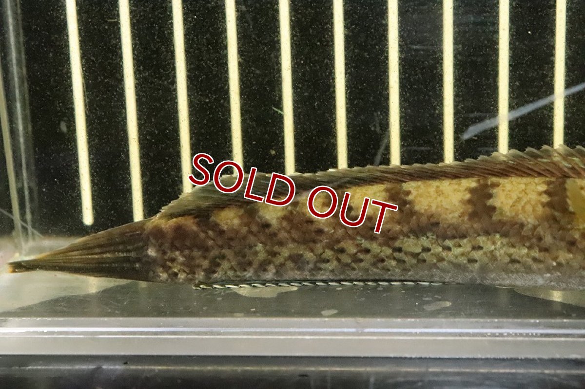 画像3: 【淡水魚】激安 チャンナ sp ブラックダイヤモンドスネークヘッド ワイルド【1匹 サンプル画像】(±13-15cm)(生体)(熱帯魚)NKO (3)