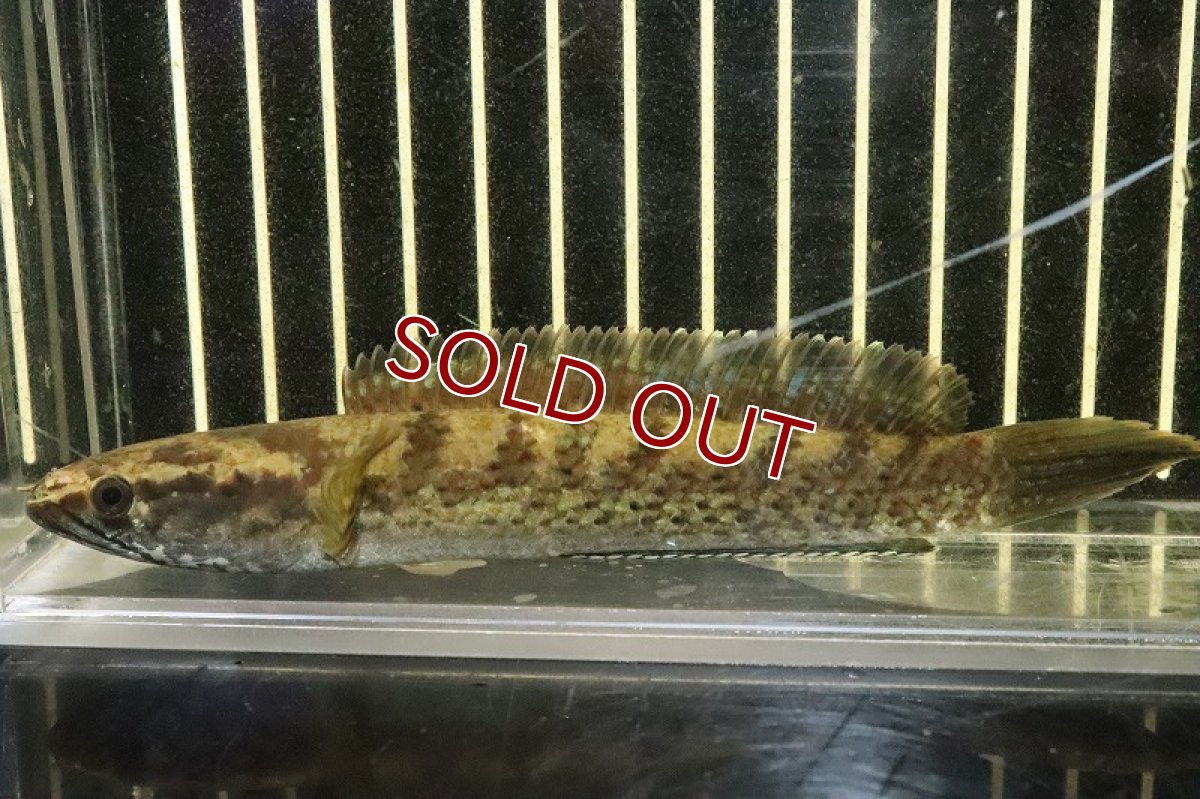 画像4: 【淡水魚】激安 チャンナ sp ブラックダイヤモンドスネークヘッド ワイルド【1匹 サンプル画像】(±13-15cm)(生体)(熱帯魚)NKO (4)
