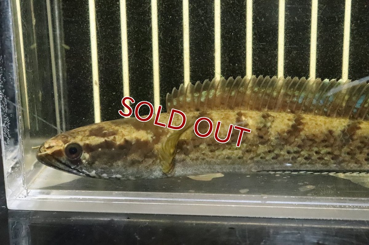 画像5: 【淡水魚】激安 チャンナ sp ブラックダイヤモンドスネークヘッド ワイルド【1匹 サンプル画像】(±13-15cm)(生体)(熱帯魚)NKO (5)