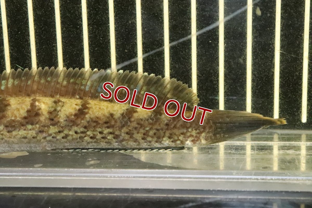 画像6: 【淡水魚】激安 チャンナ sp ブラックダイヤモンドスネークヘッド ワイルド【1匹 サンプル画像】(±13-15cm)(生体)(熱帯魚)NKO (6)