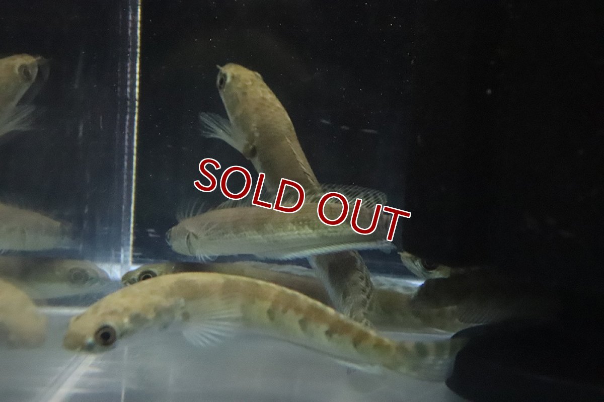 画像2: 【淡水魚】大特価 ロイヤルトーマン イエロータイガー ワイルド【1匹 サンプル画像】(±10-12cm)(生体)(熱帯魚)NKO (2)