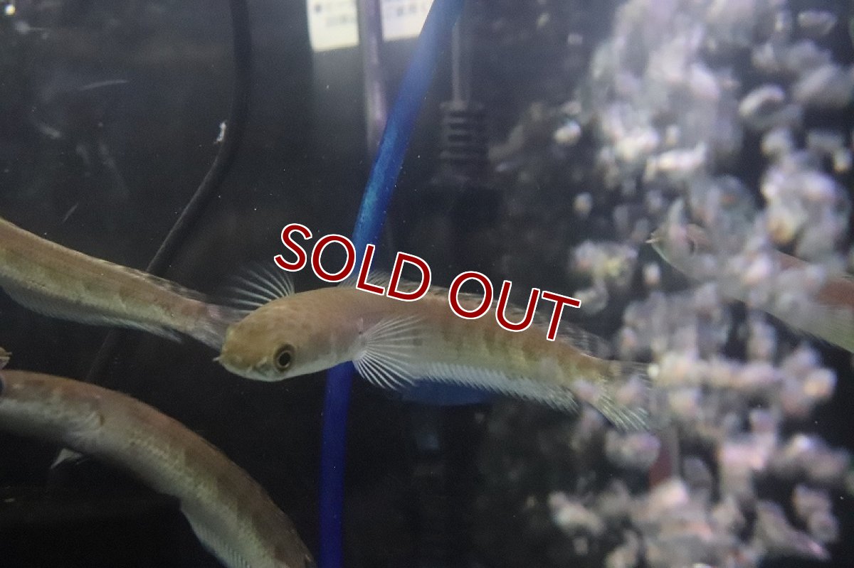 画像3: 【淡水魚】大特価 ロイヤルトーマン イエロータイガー ワイルド【1匹 サンプル画像】(±10-12cm)(生体)(熱帯魚)NKO (3)