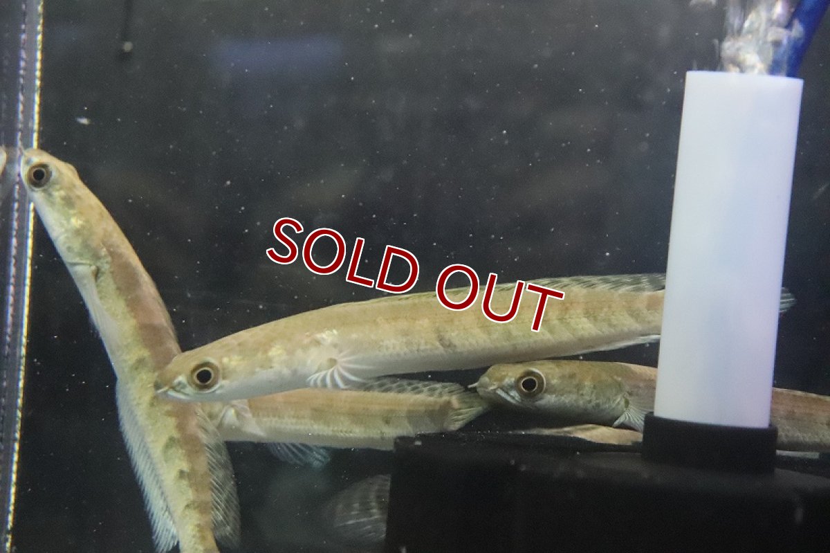 画像4: 【淡水魚】大特価 ロイヤルトーマン イエロータイガー ワイルド【1匹 サンプル画像】(±10-12cm)(生体)(熱帯魚)NKO (4)