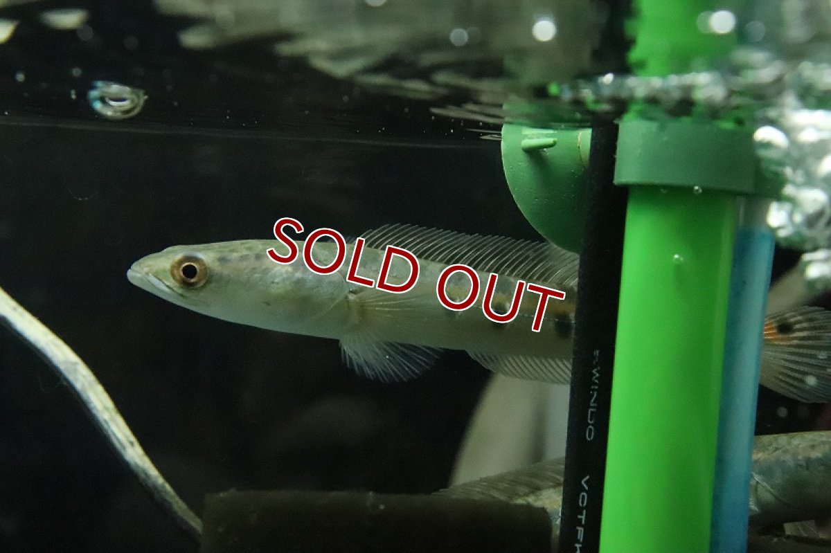 画像2: 【淡水魚】激安 新種? ブルーマルリウス ブラックスポット ワイルド【1匹 サンプル画像】(±7-10cm)(大型魚)(生体)(熱帯魚)NKO (2)