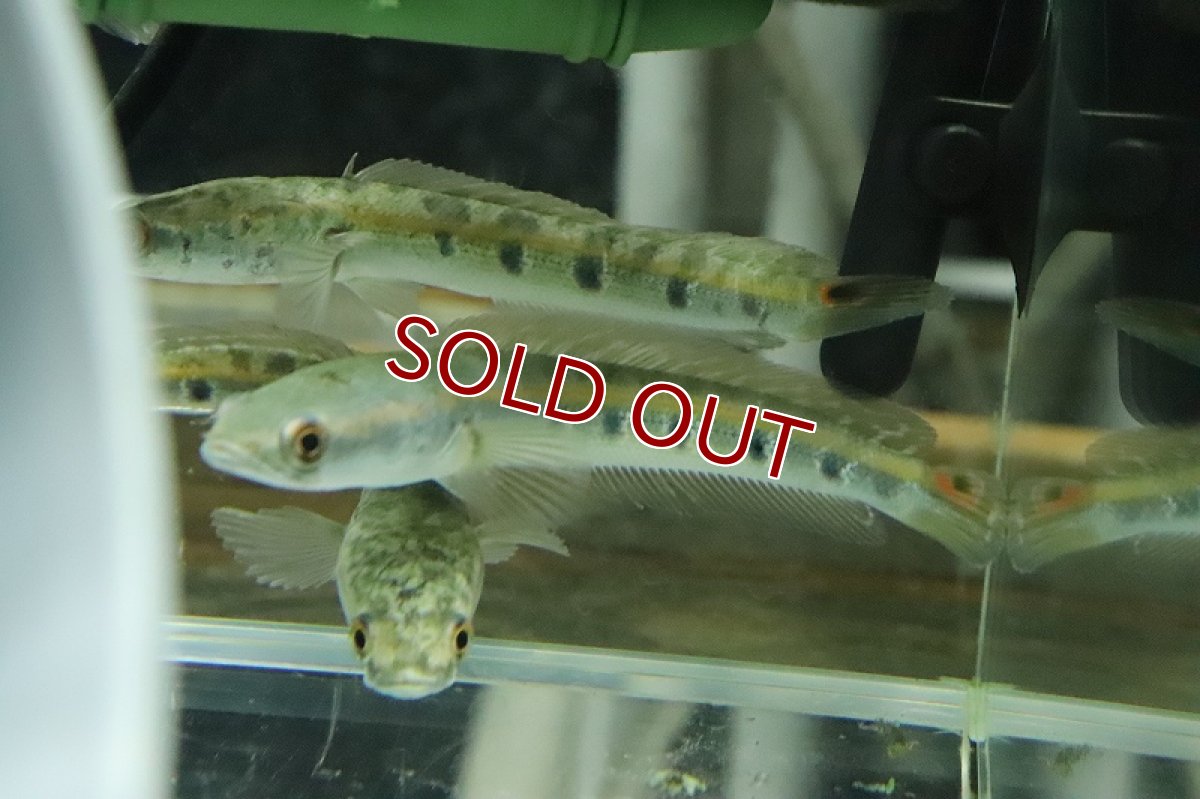 画像3: 【淡水魚】激安 新種? ブルーマルリウス ブラックスポット ワイルド【1匹 サンプル画像】(±7-10cm)(大型魚)(生体)(熱帯魚)NKO (3)