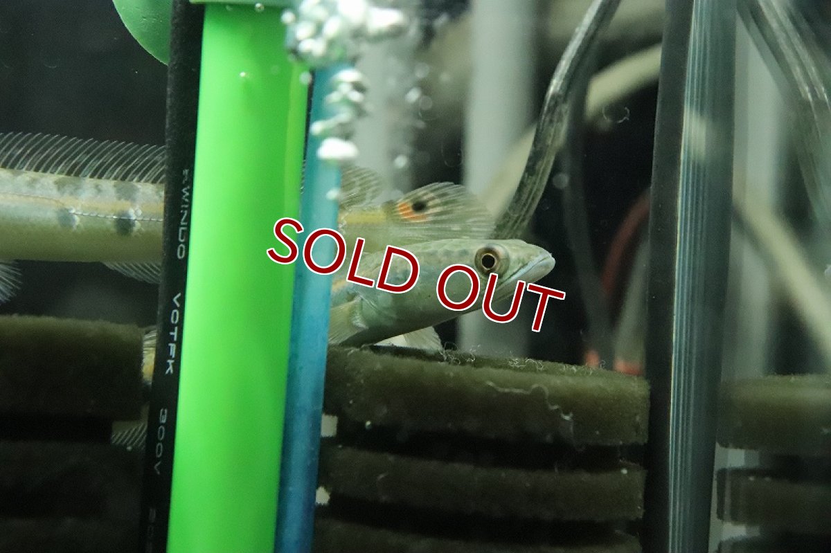 画像5: 【淡水魚】激安 新種? ブルーマルリウス ブラックスポット ワイルド【1匹 サンプル画像】(±7-10cm)(大型魚)(生体)(熱帯魚)NKO (5)