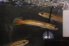 画像2: 【淡水魚】【通販】激安 エンペラースネークヘッド ケララ州 ワイルド【1匹 サンプル画像】(±10cm)(大型魚)(生体)(熱帯魚)NKO (2)