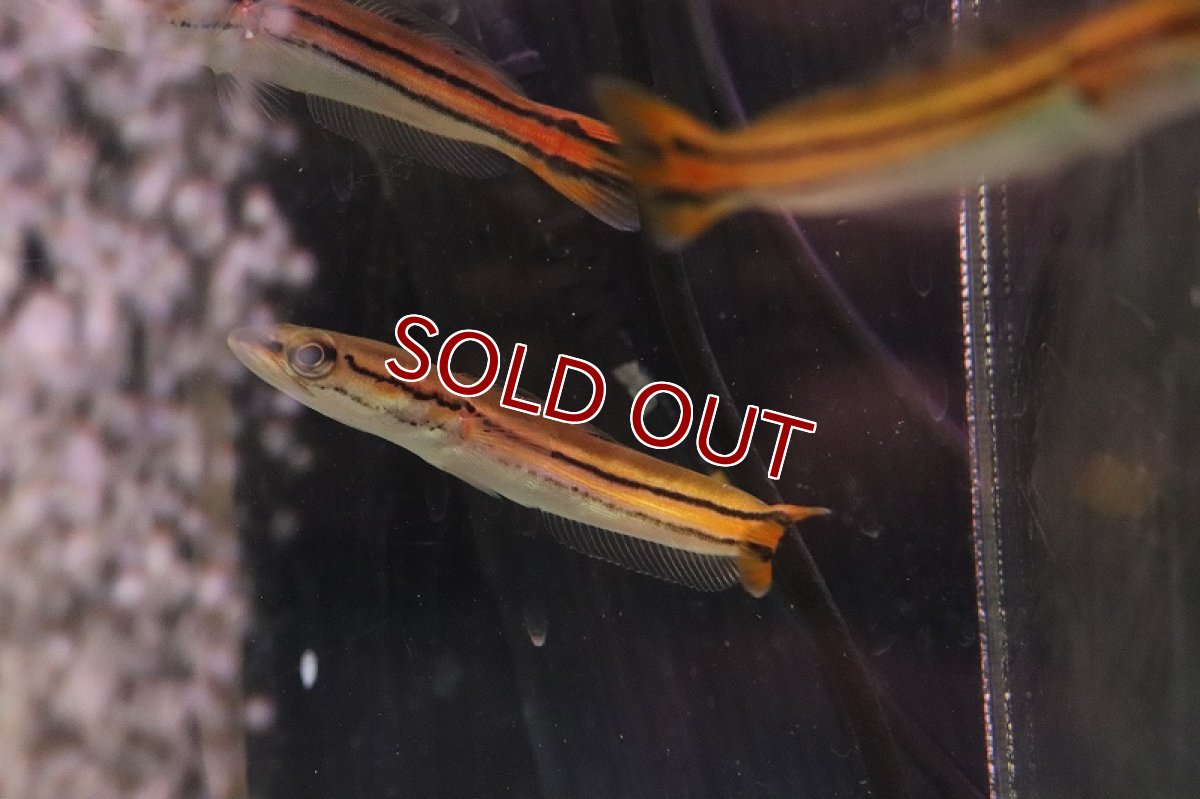 画像3: 【淡水魚】激安 エンペラースネークヘッド ケララ州 ワイルド【1匹 サンプル画像】(±10cm)(大型魚)(生体)(熱帯魚)NKO (3)