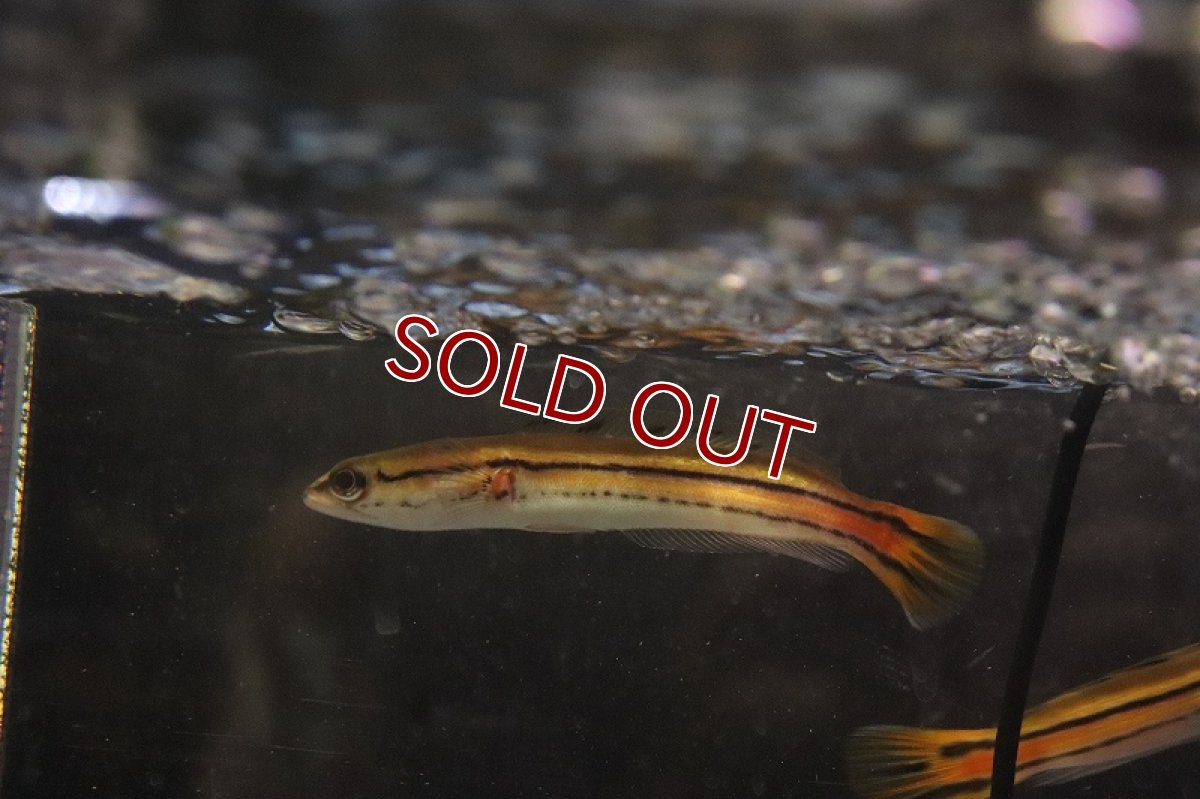 画像4: 【淡水魚】激安 エンペラースネークヘッド ケララ州 ワイルド【1匹 サンプル画像】(±10cm)(大型魚)(生体)(熱帯魚)NKO (4)