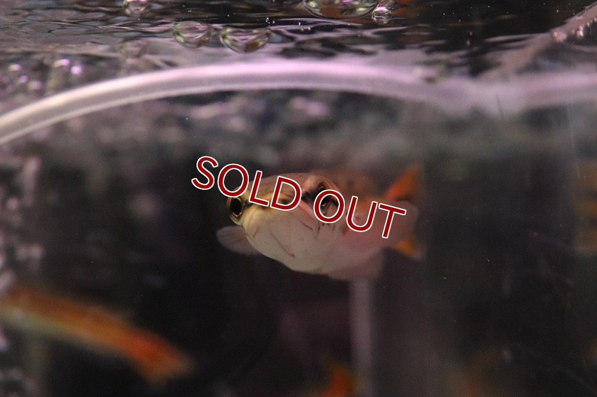 画像5: 【淡水魚】激安 エンペラースネークヘッド ケララ州 ワイルド【1匹 サンプル画像】(±10cm)(大型魚)(生体)(熱帯魚)NKO (5)