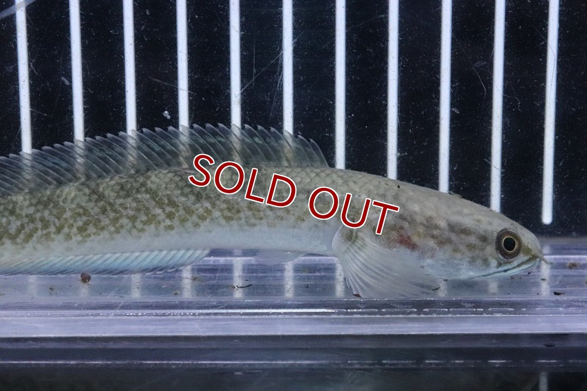 画像2: 【淡水魚】激安 チャンナ so ガロ ワイルド【個体販売】(大型魚)(生体)(熱帯魚)NKO (2)