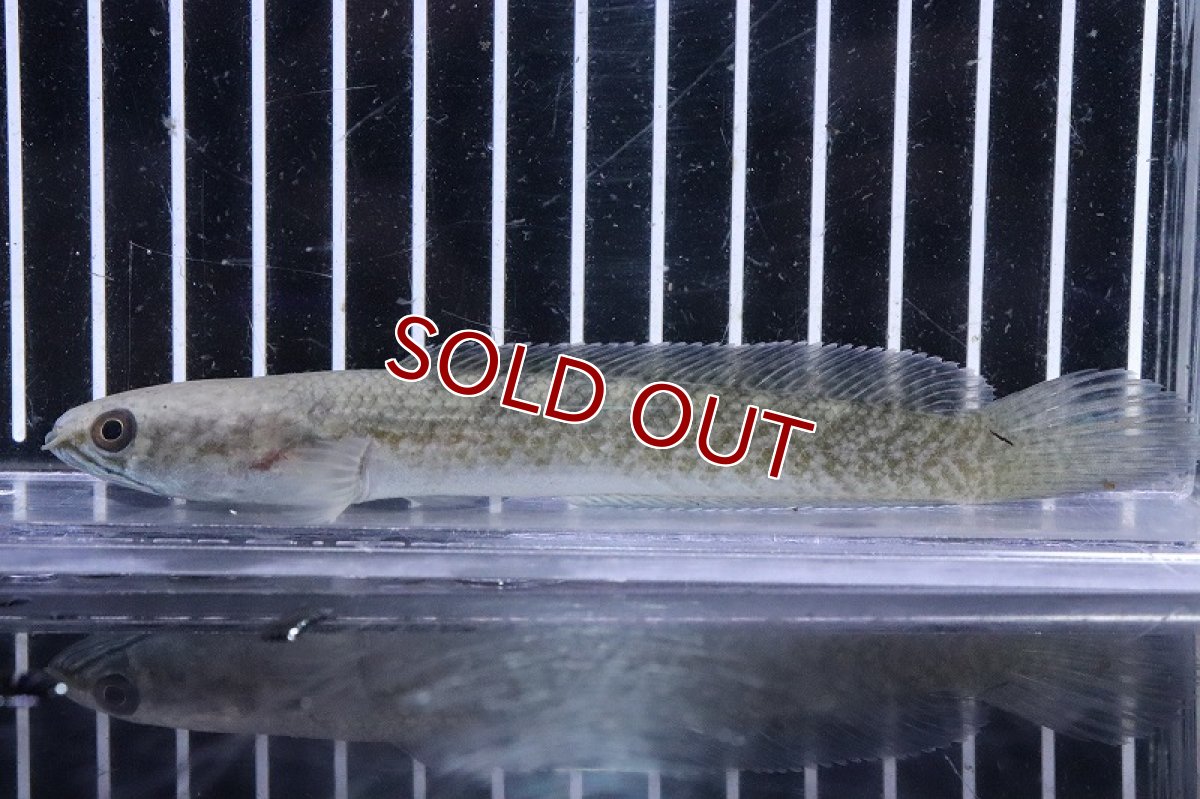 画像3: 【淡水魚】激安 チャンナ so ガロ ワイルド【個体販売】(大型魚)(生体)(熱帯魚)NKO (3)